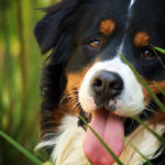 nomes para cachorros machos, https://arquivopet.com/ , nomes para cachorros machos, nomes fofos para filhotes, nomes pequenos para cachorro macho, ideias de nome para cães de pequeno porte, nomes carinhosos para pets, nomes clássicos e modernos para cachorro,