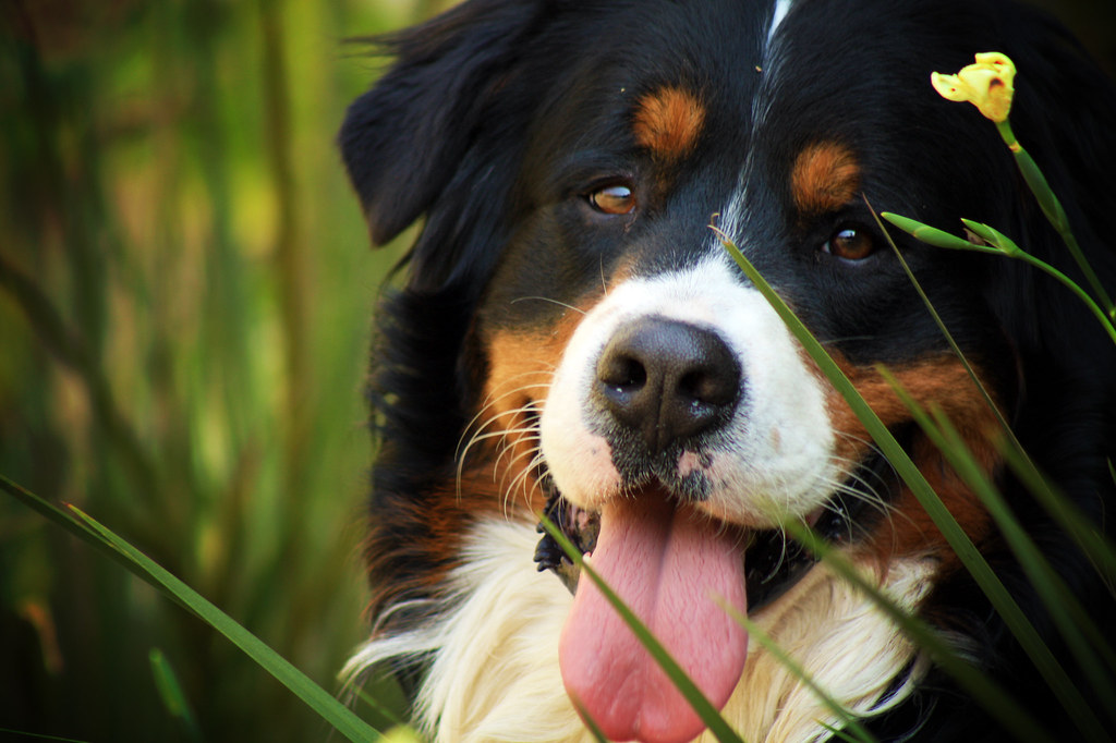 nomes para cachorros machos, https://arquivopet.com/ , nomes para cachorros machos, nomes fofos para filhotes, nomes pequenos para cachorro macho, ideias de nome para cães de pequeno porte, nomes carinhosos para pets, nomes clássicos e modernos para cachorro,