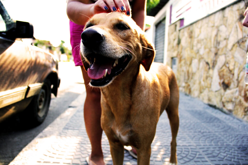 nomes para cachorros machos, https://arquivopet.com/ , nomes para cachorros machos, nomes fofos para filhotes, nomes pequenos para cachorro macho, ideias de nome para cães de pequeno porte, nomes carinhosos para pets, nomes clássicos e modernos para cachorro,