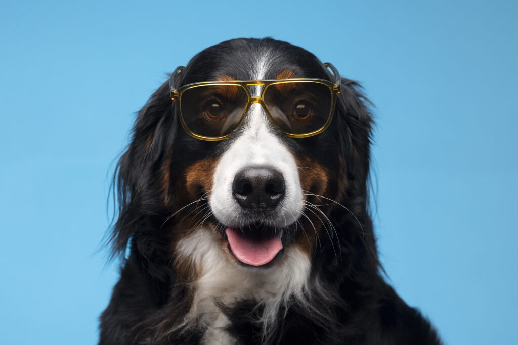 nomes para cachorro fêmea, nomes lindos para cadelas, nomes delicados para cachorro fêmea, nomes populares para cães, inspiração para nomes de pets, nomes femininos de cachorro, https://arquivopet.co
