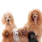 nomes para cachorro fêmea, nomes lindos para cadelas, nomes delicados para cachorro fêmea, nomes populares para cães, inspiração para nomes de pets, nomes femininos de cachorro, https://arquivopet.co