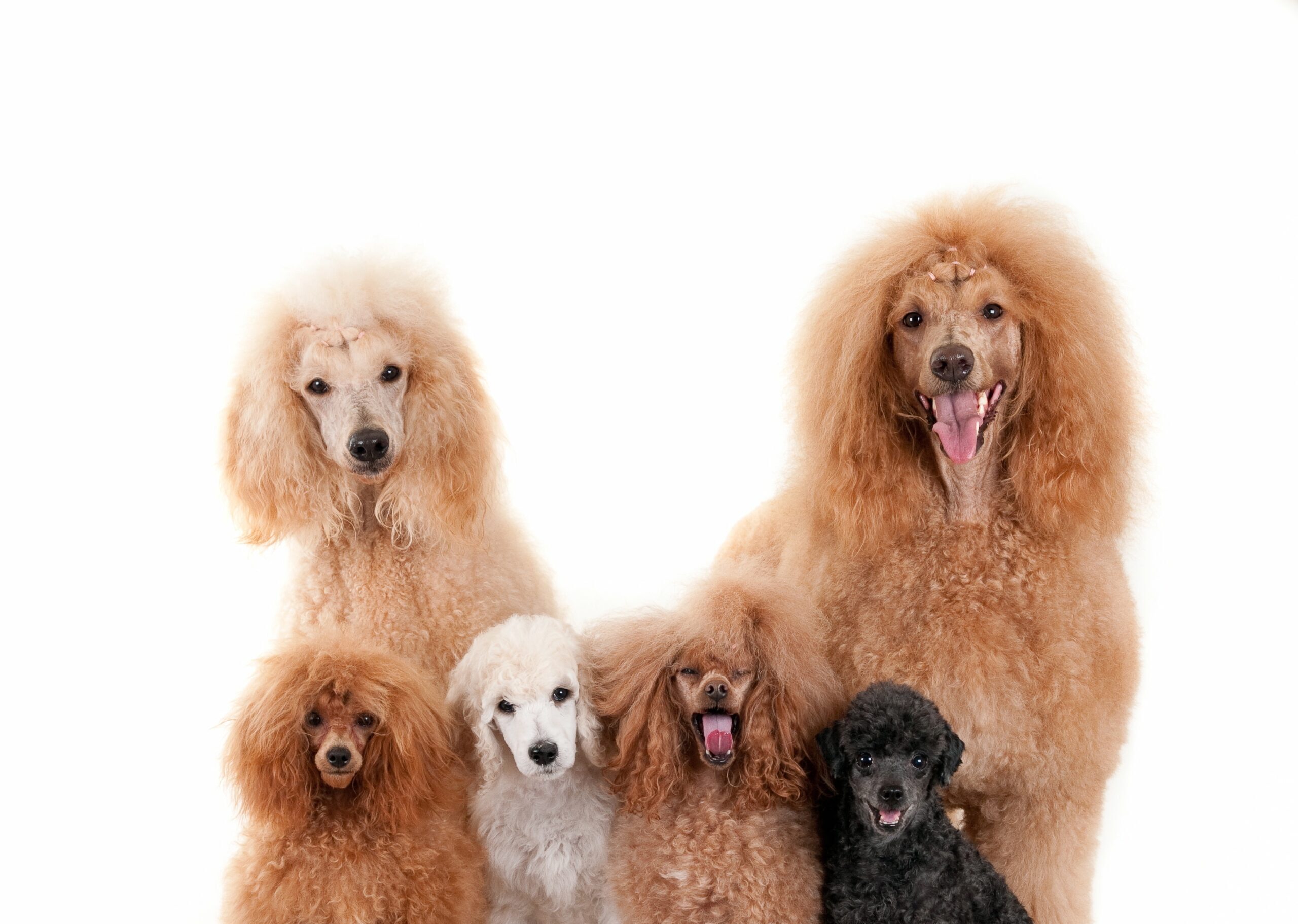 nomes para cachorro fêmea, nomes lindos para cadelas, nomes delicados para cachorro fêmea, nomes populares para cães, inspiração para nomes de pets, nomes femininos de cachorro, https://arquivopet.co