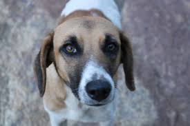 nomes para cachorros machos, https://arquivopet.com/ , nomes para cachorros machos, nomes fofos para filhotes, nomes pequenos para cachorro macho, ideias de nome para cães de pequeno porte, nomes carinhosos para pets, nomes clássicos e modernos para cachorro,