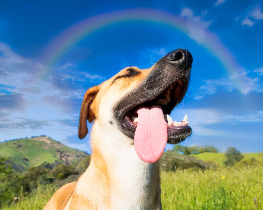 nomes para cachorro, nomes para cachorros, cachorros, https://arquivopet.com/