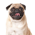 nomes para cachorro, nomes para cachorros, cachorros, https://arquivopet.com/