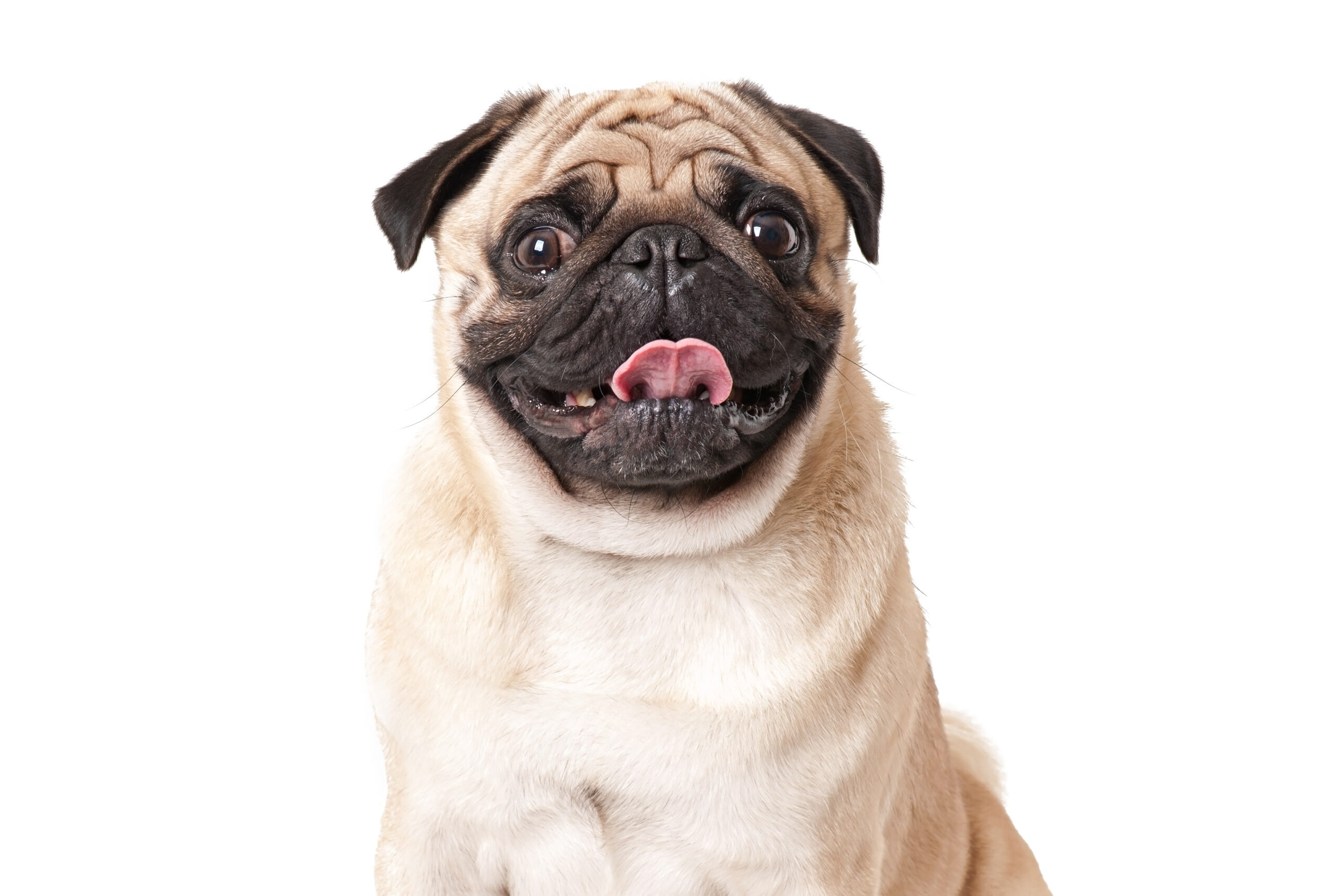 nomes para cachorro, nomes para cachorros, cachorros, https://arquivopet.com/